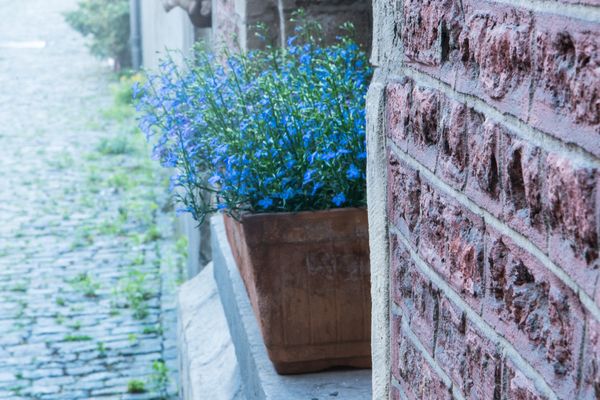 Bloembak met blauwe bloemen in Groot Begijnhof Mechelen